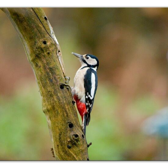 Great Spotted Woodpecker: Animal in habitat Backyard in the NatureSpots App