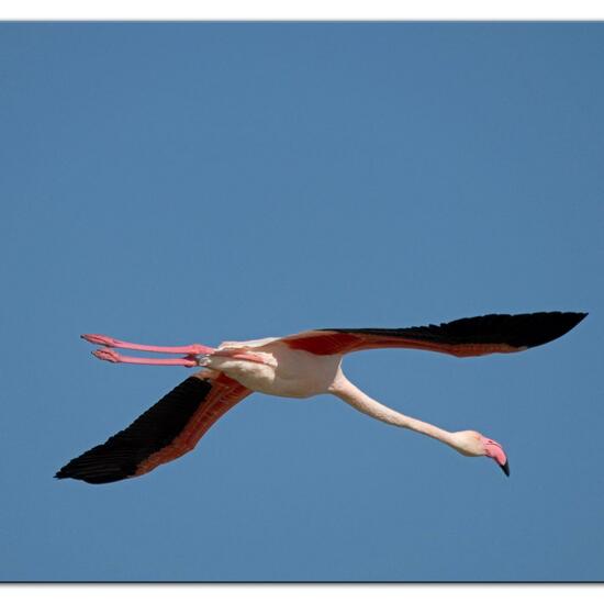 Greater Flamingo: Animal in nature in the NatureSpots App