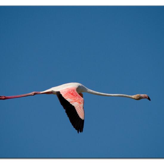 Greater Flamingo: Animal in habitat Swamp in the NatureSpots App