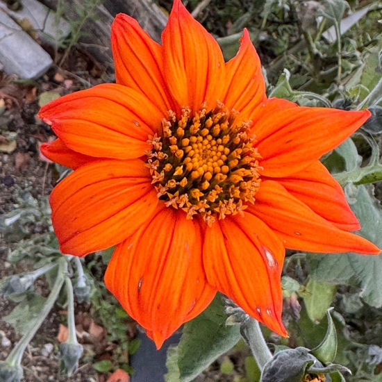 Tithonia rotundifolia: Plant in habitat Garden in the NatureSpots App