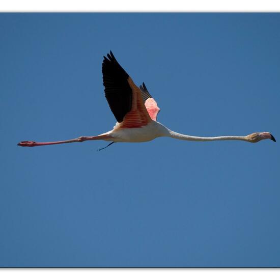 Greater Flamingo: Animal in habitat Swamp in the NatureSpots App