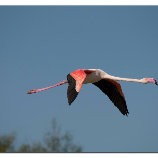 Greater Flamingo: Animal in nature in the NatureSpots App