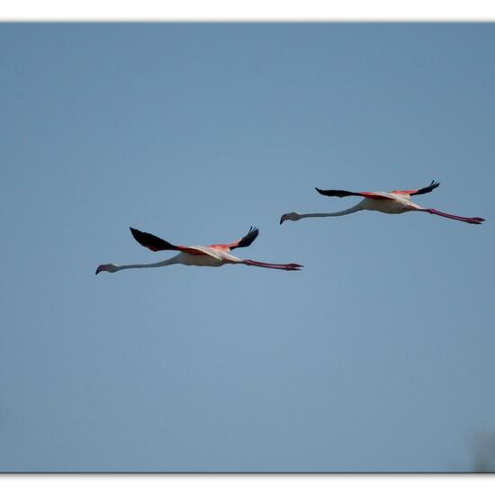 Greater Flamingo: Animal in habitat Swamp in the NatureSpots App