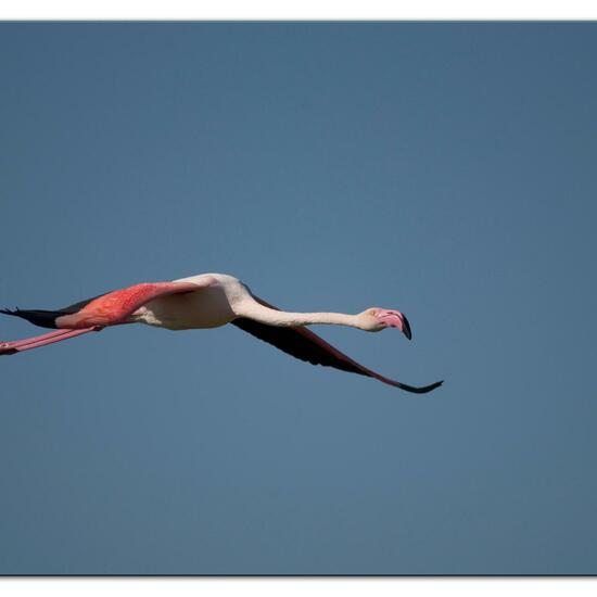 Greater Flamingo: Animal in nature in the NatureSpots App