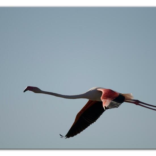 Greater Flamingo: Animal in habitat Swamp in the NatureSpots App