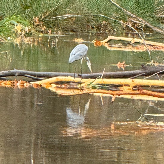 Grey Heron: Animal in habitat Park in the NatureSpots App