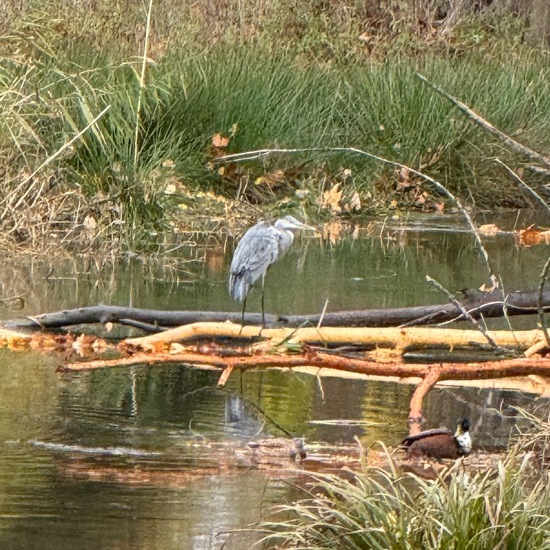 Grey Heron: Animal in habitat Park in the NatureSpots App