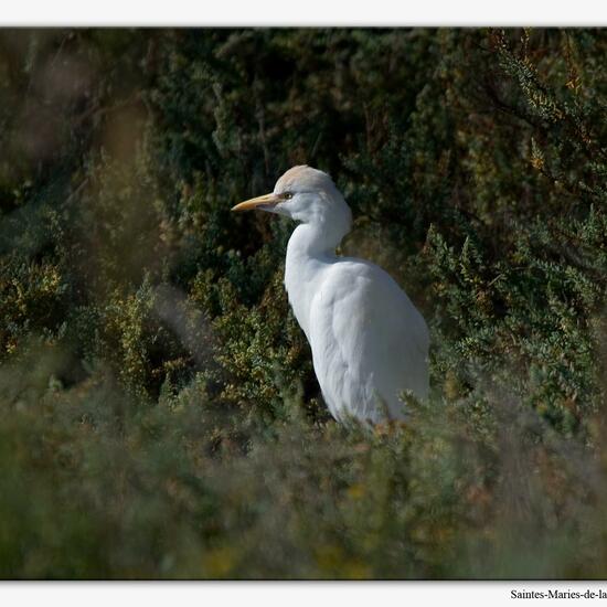 Kuhreiher: Tier im Habitat Grasland und Büsche in der NatureSpots App