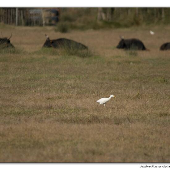 Western Cattle Egret: Animal in habitat Grassland in the NatureSpots App