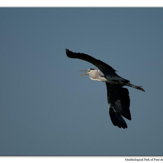 Grey Heron: Animal in habitat Swamp in the NatureSpots App