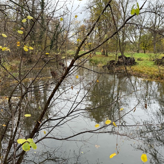 Corylus avellana: Plant in habitat Park in the NatureSpots App