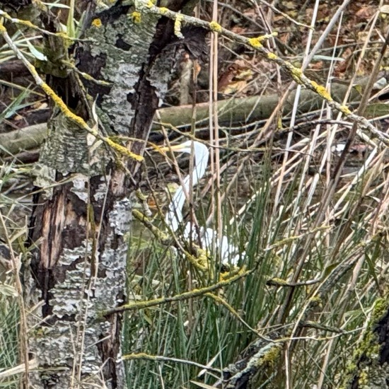 Great Egret: Animal in habitat Park in the NatureSpots App