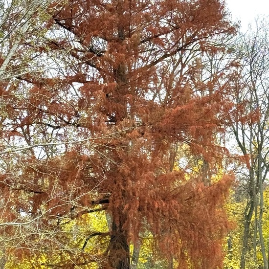 Echte Sumpfzypresse: Pflanze im Habitat Park in der NatureSpots App