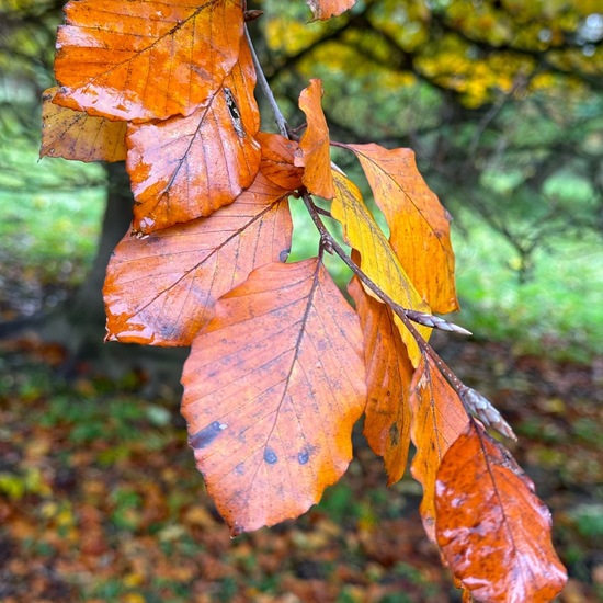 Blutbuche: Pflanze im Habitat Park in der NatureSpots App