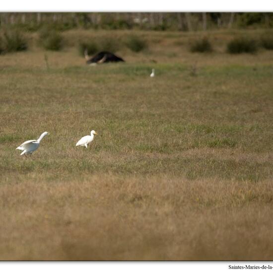 Western Cattle Egret: Animal in habitat Grassland in the NatureSpots App