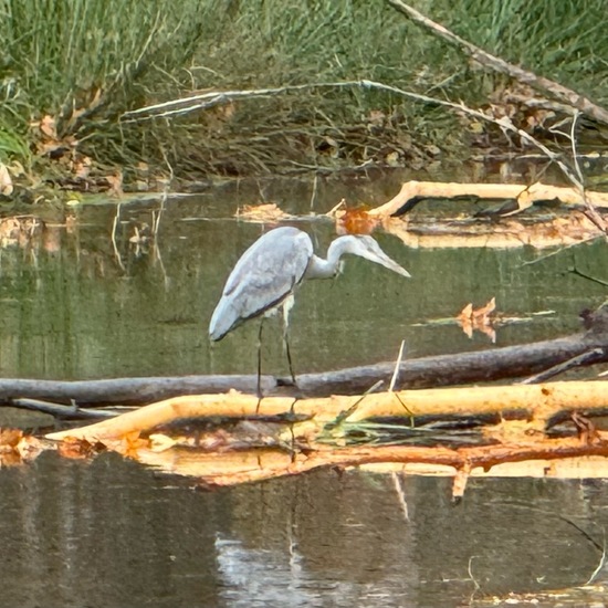 Grey Heron: Animal in habitat Park in the NatureSpots App