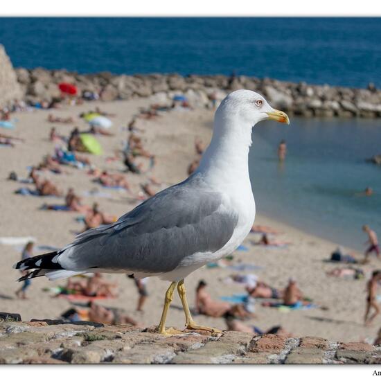 Yellow-legged Gull: Animal in habitat City and Urban in the NatureSpots App