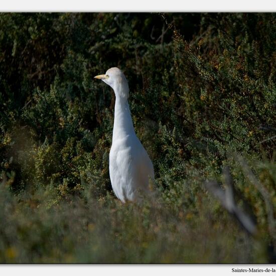 Western Cattle Egret: Animal in habitat Grassland in the NatureSpots App