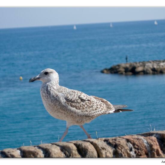 Yellow-legged Gull: Animal in habitat City and Urban in the NatureSpots App