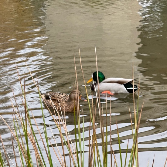 Mallard: Animal in habitat Freshwater habitat in the NatureSpots App