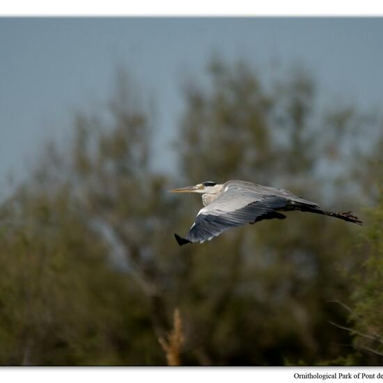 Grey Heron: Animal in habitat Swamp in the NatureSpots App