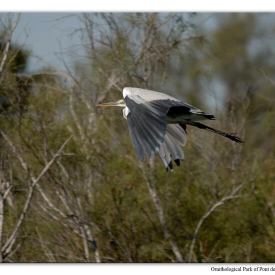 Grey Heron: Animal in habitat Swamp in the NatureSpots App