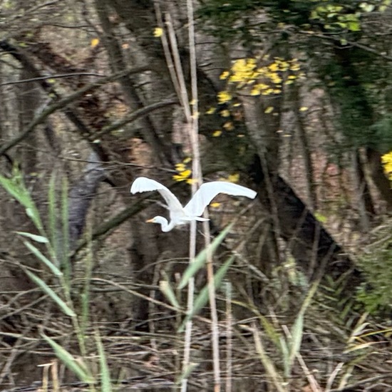 Great Egret: Animal in habitat Park in the NatureSpots App