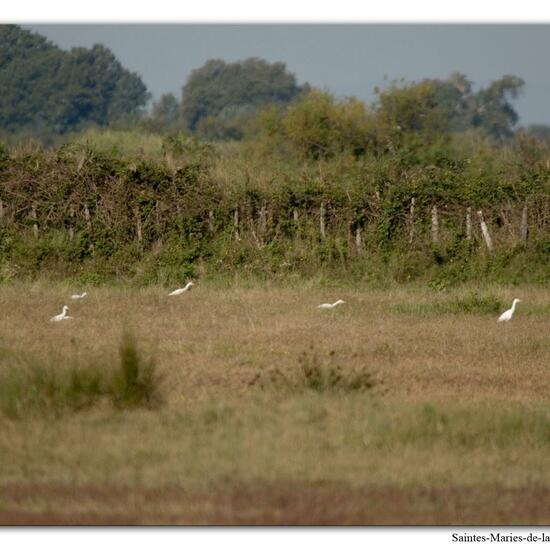 Western Cattle Egret: Animal in habitat Grassland in the NatureSpots App