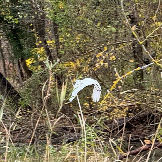 Great Egret: Animal in habitat Park in the NatureSpots App