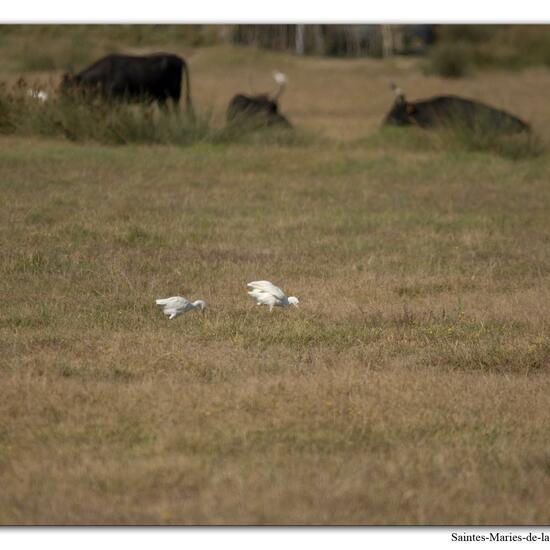 Western Cattle Egret: Animal in habitat Grassland in the NatureSpots App