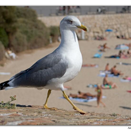 Yellow-legged Gull: Animal in habitat City and Urban in the NatureSpots App