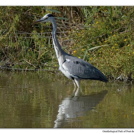 Graureiher: Tier im Habitat Sumpf in der NatureSpots App