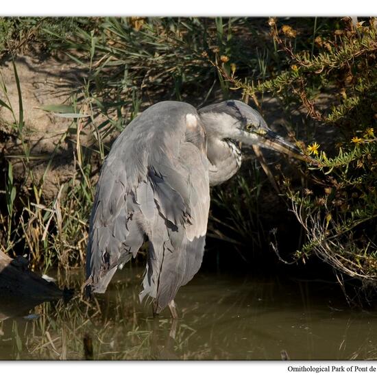 Graureiher: Tier im Habitat Sumpf in der NatureSpots App