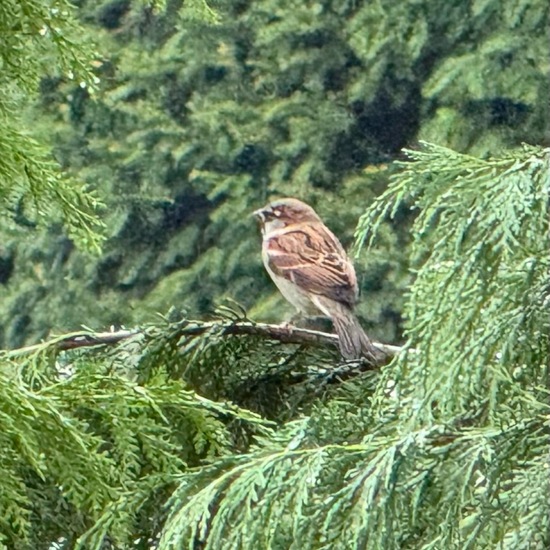 Sperlinge: Tier im Habitat Park in der NatureSpots App