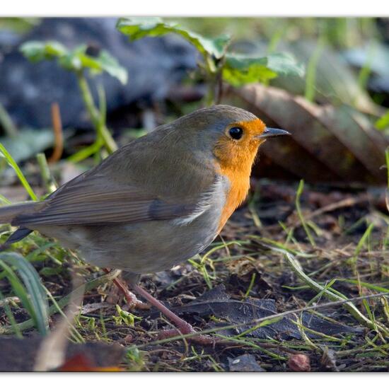 Rotkehlchen: Tier im Habitat Hinterhof in der NatureSpots App