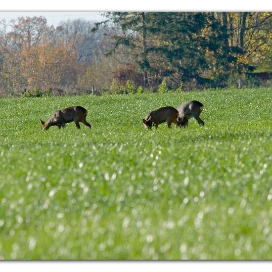 Roe deer: Animal in habitat Crop cultivation in the NatureSpots App