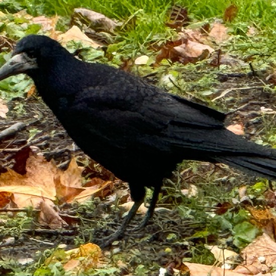 Saatkrähe: Tier im Habitat Park in der NatureSpots App