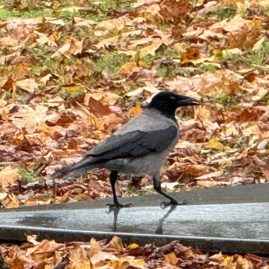 Hooded Crow: Animal in habitat Park in the NatureSpots App