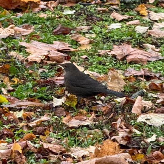 Common blackbird: Animal in habitat Park in the NatureSpots App