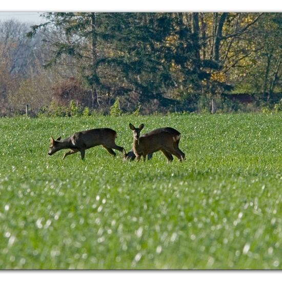 Roe deer: Animal in habitat Crop cultivation in the NatureSpots App