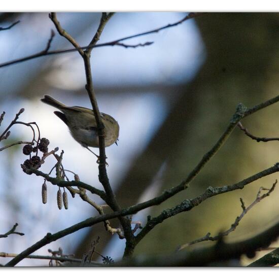 Rotkehlchen: Tier im Habitat Hinterhof in der NatureSpots App