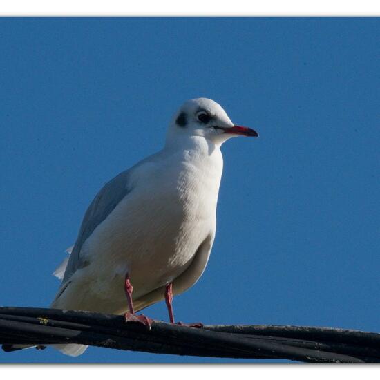 Black-headed Gull: Animal in habitat Road or Transportation in the NatureSpots App