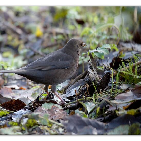 Common blackbird: Animal in habitat Backyard in the NatureSpots App