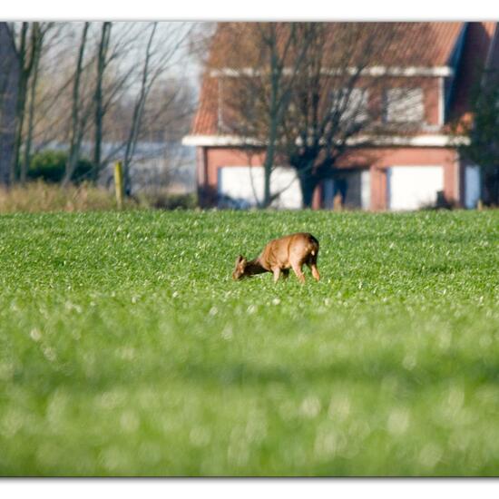 Roe deer: Animal in habitat Crop cultivation in the NatureSpots App