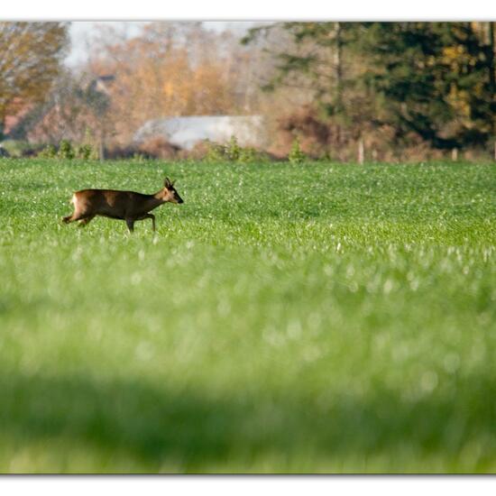 Reh: Tier im Habitat Felder in der NatureSpots App