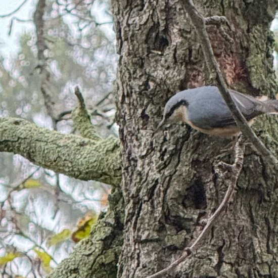 Kleiber: Tier im Habitat Garten in der NatureSpots App