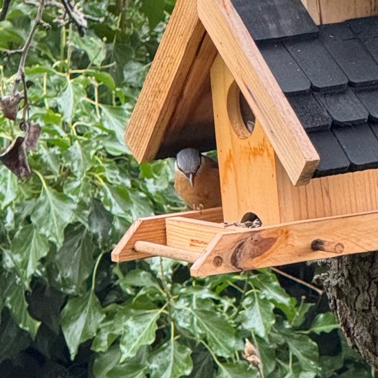 Kleiber: Tier im Habitat Garten in der NatureSpots App