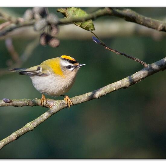 Sommergoldhähnchen: Tier in der Natur in der NatureSpots App