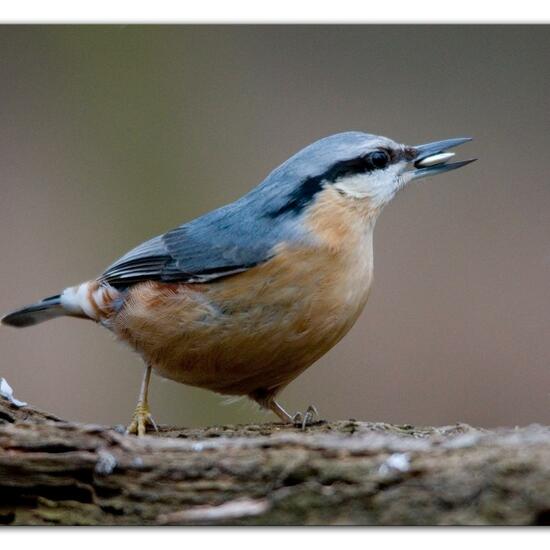 Kleiber: Tier im Habitat Hinterhof in der NatureSpots App