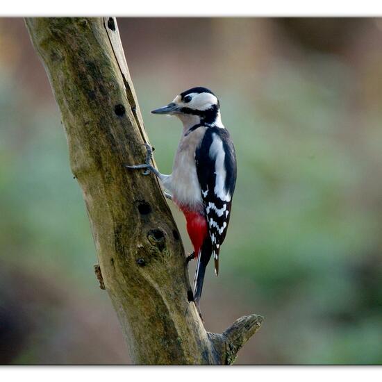 Great Spotted Woodpecker: Animal in habitat Backyard in the NatureSpots App